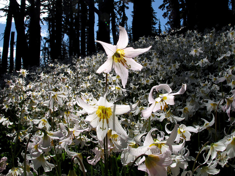 avalanche lilies (Erythronium montanum) [Vista Ridge Trail, Mt. Hood Wilderness, Hood River County, Oregon]