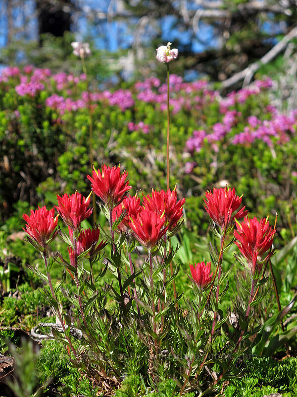 paintbrush & heather (Castilleja parviflora var. oreopola, Phyllodoce empetriformis) [Vista Ridge Trail, Mt. Hood Wilderness, Hood River County, Oregon]