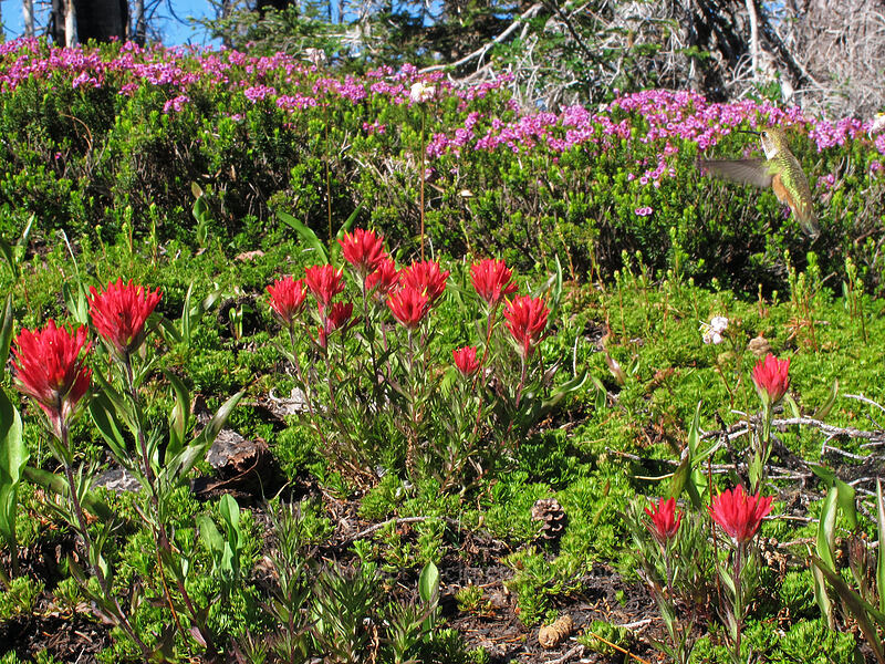 rufous hummingbird, paintbrush, & heather (Selasphorus rufus, Castilleja parviflora var. oreopola, Phyllodoce empetriformis) [Vista Ridge Trail, Mt. Hood Wilderness, Hood River County, Oregon]