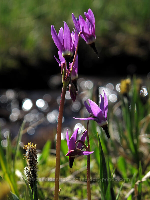 tall mountain shooting stars (Dodecatheon jeffreyi (Primula jeffreyi)) [Wy'east Basin, Mt. Hood Wilderness, Hood River County, Oregon]