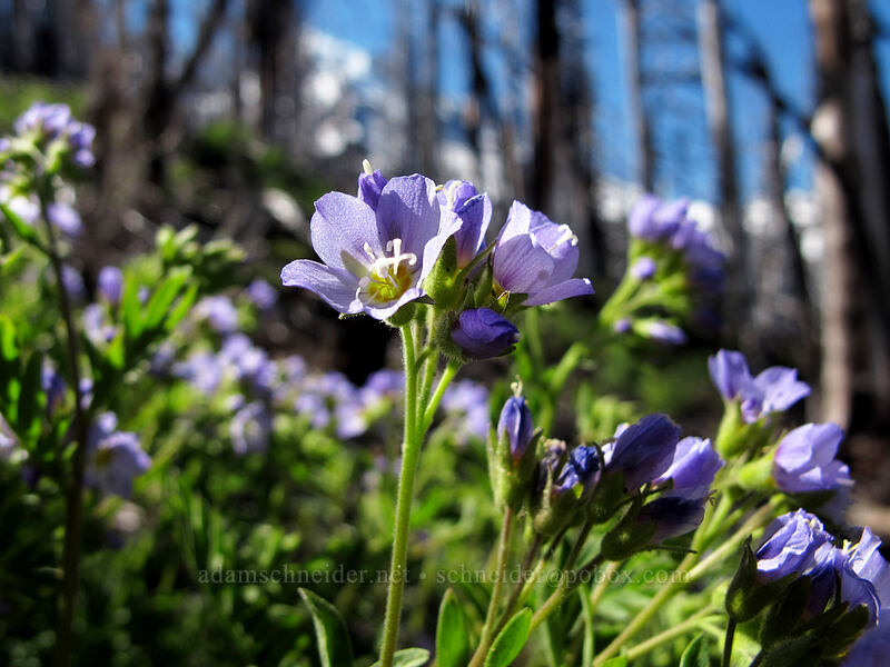 California Jacob's ladder (Polemonium californicum) [Timberline Trail, Mt. Hood Wilderness, Hood River County, Oregon]