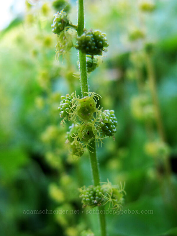 Brewer's mitrewort, going to seed (Brewerimitella breweri (Pectiantia breweri) (Mitella breweri)) [Timberline Trail, Mt. Hood Wilderness, Hood River County, Oregon]