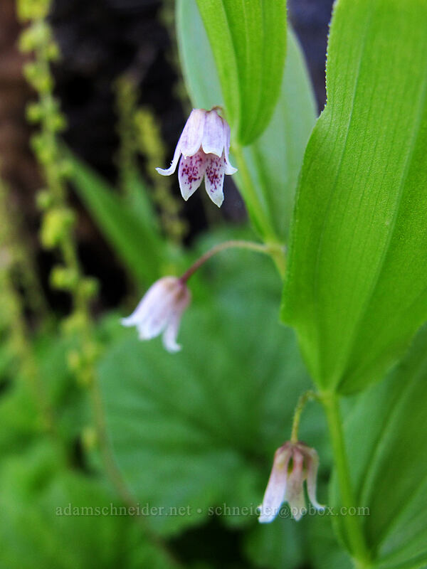 rosy twisted-stalk (Streptopus lanceolatus) [Timberline Trail, Mt. Hood Wilderness, Hood River County, Oregon]
