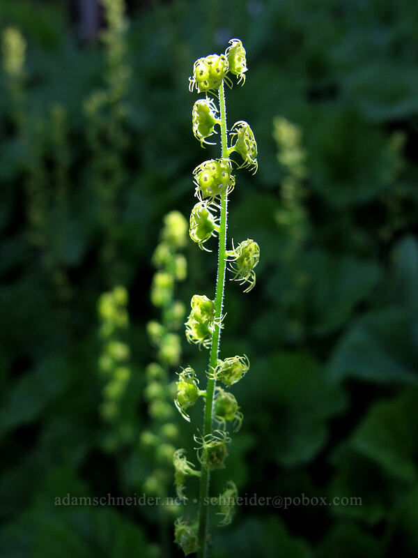 Brewer's mitrewort (Brewerimitella breweri (Pectiantia breweri) (Mitella breweri)) [Timberline Trail, Mt. Hood Wilderness, Hood River County, Oregon]