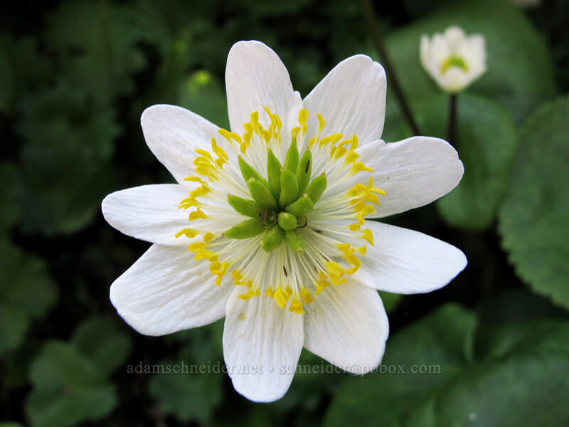 white marsh-marigold (Caltha biflora (Caltha leptosepala var. biflora)) [Timberline Trail, Mt. Hood Wilderness, Hood River County, Oregon]