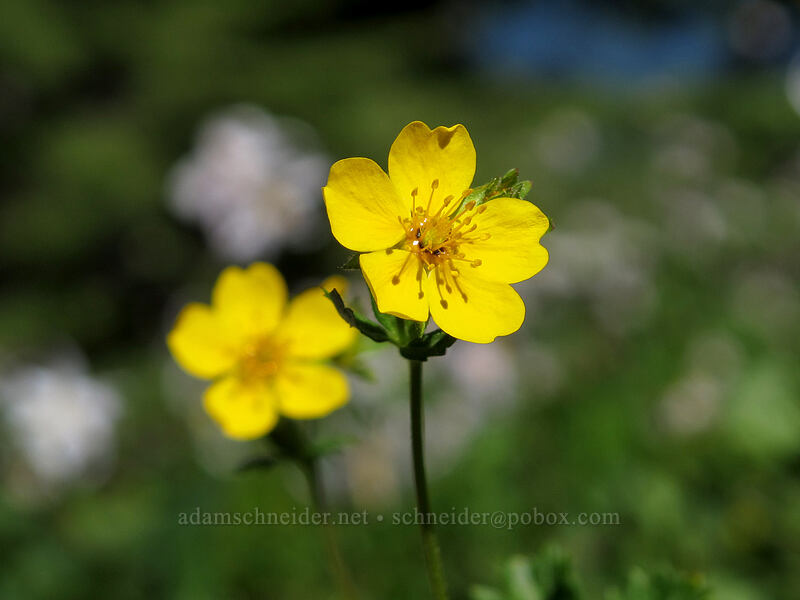 fan-leaf cinquefoil (Potentilla flabellifolia) [Timberline Trail, Mt. Hood Wilderness, Hood River County, Oregon]