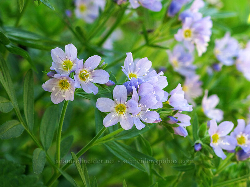 California Jacob's ladder (Polemonium californicum) [Timberline Trail, Mt. Hood Wilderness, Hood River County, Oregon]
