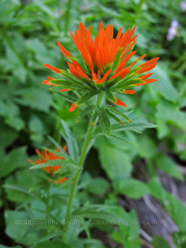 Suksdorf's paintbrush (Castilleja suksdorfii) [Timberline Trail, Mt. Hood Wilderness, Hood River County, Oregon]