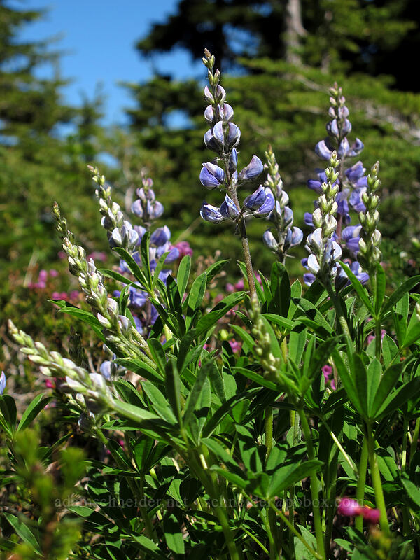 lupines (Lupinus latifolius) [Timberline Trail, Mt. Hood Wilderness, Hood River County, Oregon]