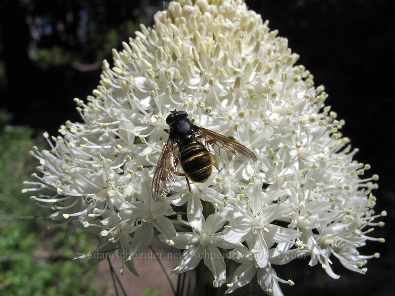 flower fly on beargrass (Hadromyia aldrichi, Xerophyllum tenax) [Timberline Trail, Mt. Hood Wilderness, Hood River County, Oregon]