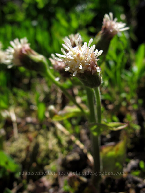 arctic colt's-foot (Petasites frigidus var. frigidus) [Eden Park Trail, Mt. Hood Wilderness, Hood River County, Oregon]