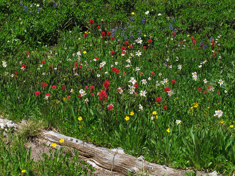 paintbrush, avalanche lilies, cinquefoil, & lupine (Castilleja parviflora var. oreopola, Erythronium montanum, Potentilla flabellifolia, Lupinus latifolius) [Eden Park, Mt. Hood Wilderness, Hood River County, Oregon]