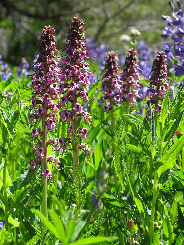 elephant's-head lousewort (Pedicularis groenlandica) [Eden Park Trail, Mt. Hood Wilderness, Hood River County, Oregon]