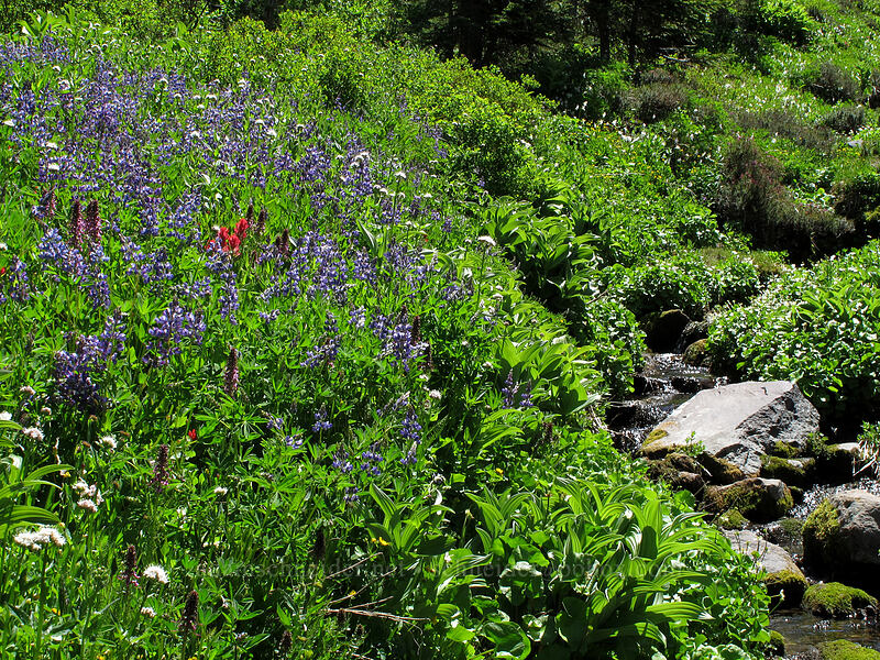 wildflowers (Lupinus latifolius, Pedicularis groenlandica, Valeriana sitchensis, Castilleja parviflora var. oreopola) [Eden Park Trail, Mt. Hood Wilderness, Hood River County, Oregon]
