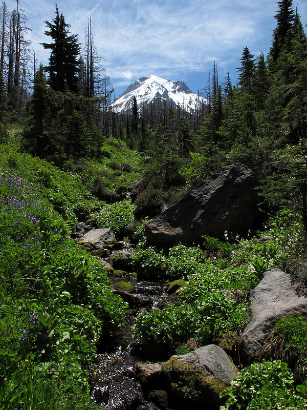 Mt. Hood & a stream [Eden Park Trail, Mt. Hood Wilderness, Hood River County, Oregon]