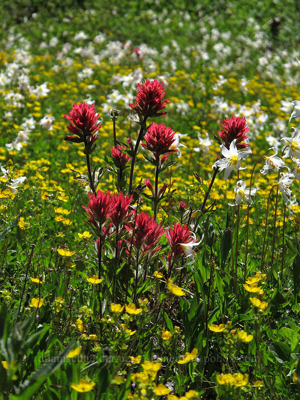 paintbrush, avalanche lilies, & cinquefoil (Castilleja parviflora var. oreopola, Erythronium montanum, Potentilla flabellifolia) [Eden Park Trail, Mt. Hood Wilderness, Hood River County, Oregon]