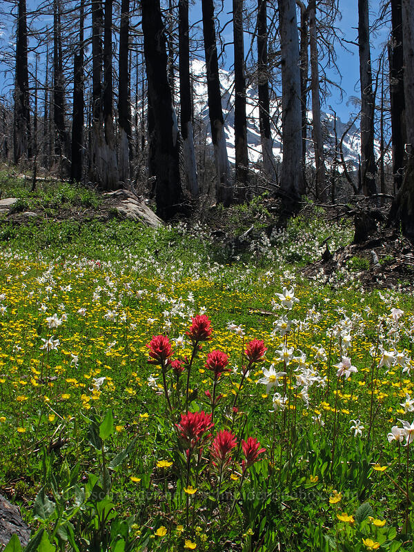 paintbrush, avalanche lilies, & cinquefoil (Castilleja parviflora var. oreopola, Erythronium montanum, Potentilla flabellifolia) [Eden Park Trail, Mt. Hood Wilderness, Hood River County, Oregon]