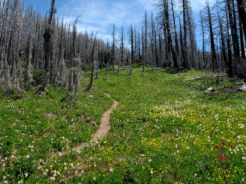 wildflowers & burnt trees (Castilleja parviflora var. oreopola, Erythronium montanum, Potentilla flabellifolia) [Eden Park Trail, Mt. Hood Wilderness, Hood River County, Oregon]