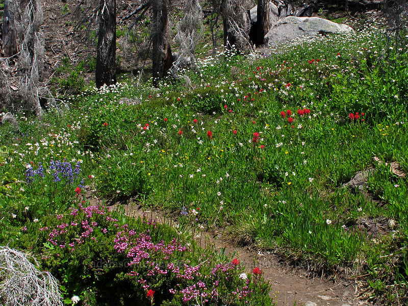wildflowers (Phyllodoce empetriformis, Erythronium montanum, Castilleja parviflora var. oreopola, Valeriana sitchensis) [Eden Park Trail, Mt. Hood Wilderness, Hood River County, Oregon]