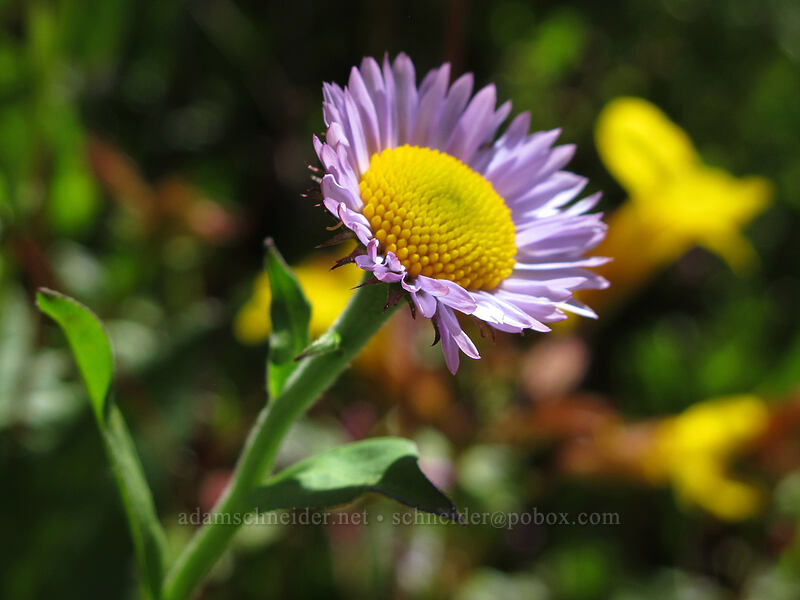 subalpine fleabane (Erigeron glacialis var. glacialis) [Eden Park Trail, Mt. Hood Wilderness, Hood River County, Oregon]