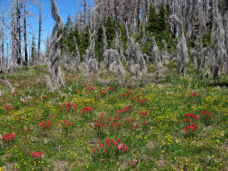 wildflowers & burnt trees (Castilleja parviflora var. oreopola, Potentilla flabellifolia, Erythronium montanum) [Eden Park Trail, Mt. Hood Wilderness, Hood River County, Oregon]