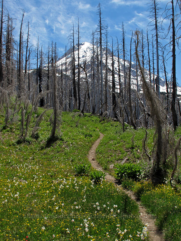 Mt. Hood, wildflowers, & burnt trees (Potentilla flabellifolia, Erythronium montanum, Veratrum viride var. eschscholtzianum (Veratrum eschscholtzii)) [Eden Park Trail, Mt. Hood Wilderness, Hood River County, Oregon]