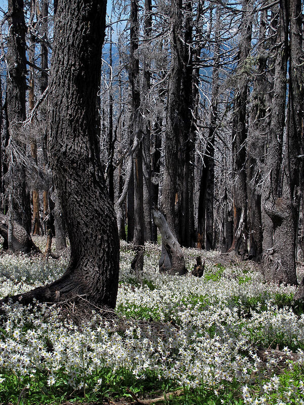 avalanche lilies (Erythronium montanum) [Vista Ridge Trail, Mt. Hood Wilderness, Hood River County, Oregon]