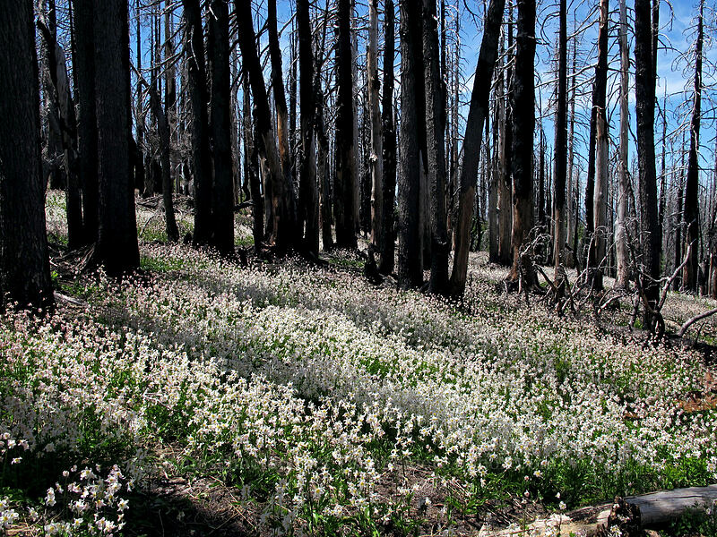 avalanche lilies (Erythronium montanum) [Vista Ridge Trail, Mt. Hood Wilderness, Hood River County, Oregon]