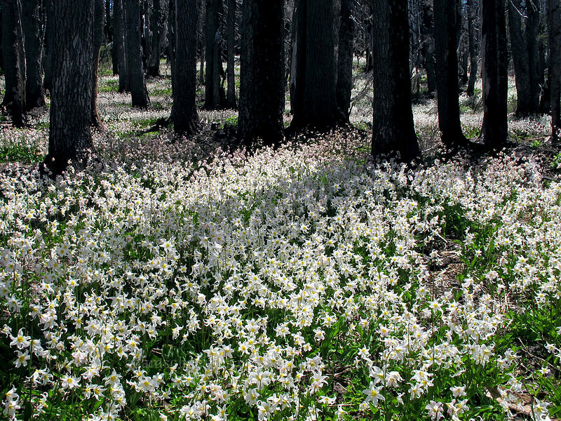 avalanche lilies (Erythronium montanum) [Vista Ridge Trail, Mt. Hood Wilderness, Hood River County, Oregon]