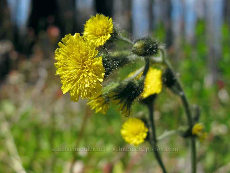 alpine hawkweed (Hieracium triste (Hieracium gracile) (Pilosella tristis)) [Vista Ridge Trail, Mt. Hood Wilderness, Hood River County, Oregon]