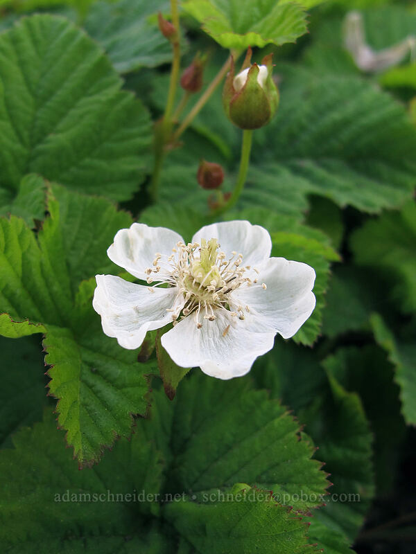 dwarf bramble (Rubus lasiococcus) [Vista Ridge Trail, Mt. Hood Wilderness, Hood River County, Oregon]