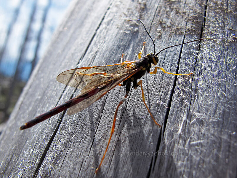 western giant ichneumon wasp (Megarhyssa nortoni) [Vista Ridge Trail, Mt. Hood Wilderness, Hood River County, Oregon]