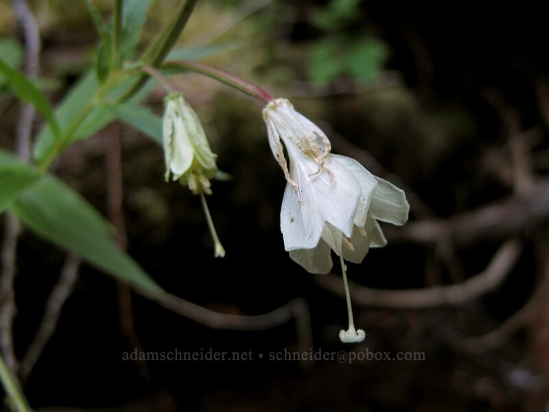 yellow willow-herb (Epilobium luteum) [Rachel Lake Trail, Alpine Lakes Wilderness, Kittitas County, Washington]