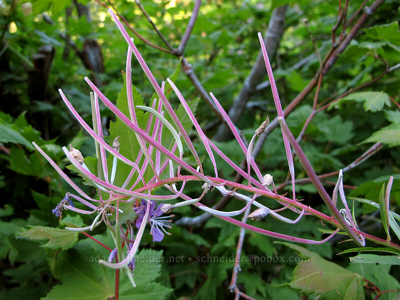 fireweed seed pods (Chamerion angustifolium (Chamaenerion angustifolium) (Epilobium angustifolium)) [Rachel Lake Trail, Alpine Lakes Wilderness, Kittitas County, Washington]