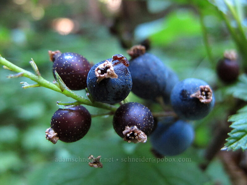 stink currant (Ribes bracteosum) [Rachel Lake Trail, Alpine Lakes Wilderness, Kittitas County, Washington]