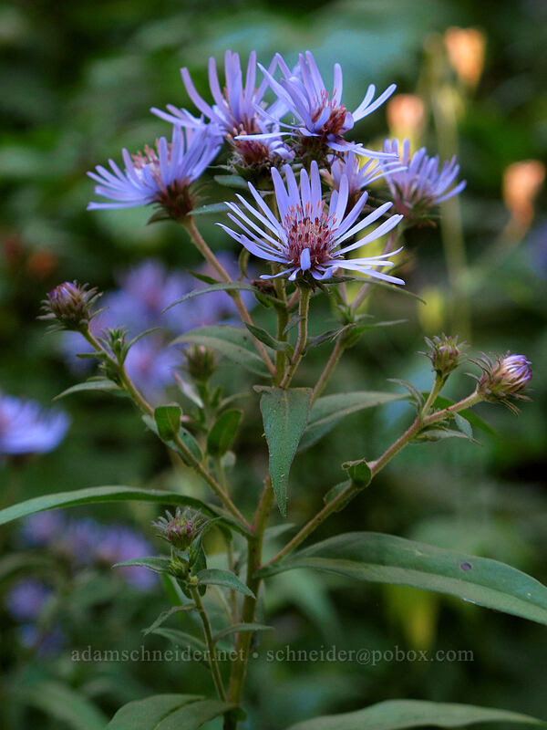 great northern aster (Canadanthus modestus (Aster modestus)) [Rachel Lake Trail, Alpine Lakes Wilderness, Kittitas County, Washington]