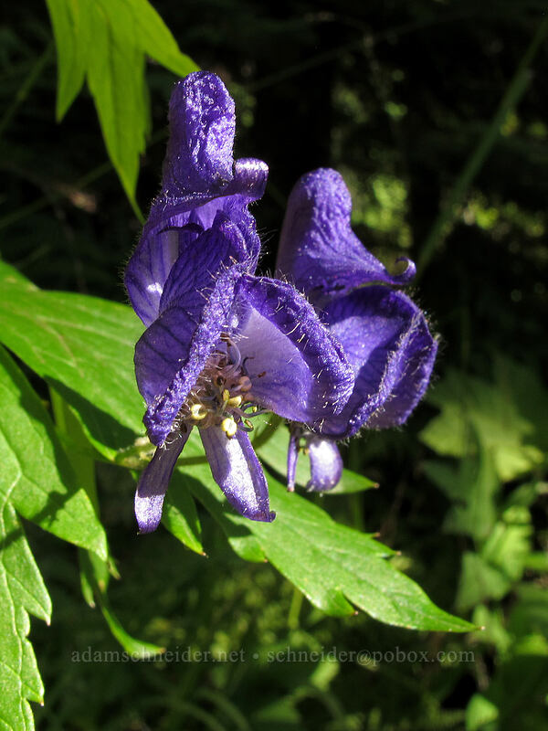 monkshood (Aconitum columbianum) [Rachel Lake Trail, Alpine Lakes Wilderness, Kittitas County, Washington]