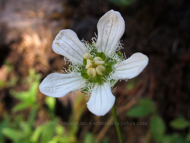 fringed grass-of-parnassus (Parnassia fimbriata) [Rachel Lake Trail, Alpine Lakes Wilderness, Kittitas County, Washington]