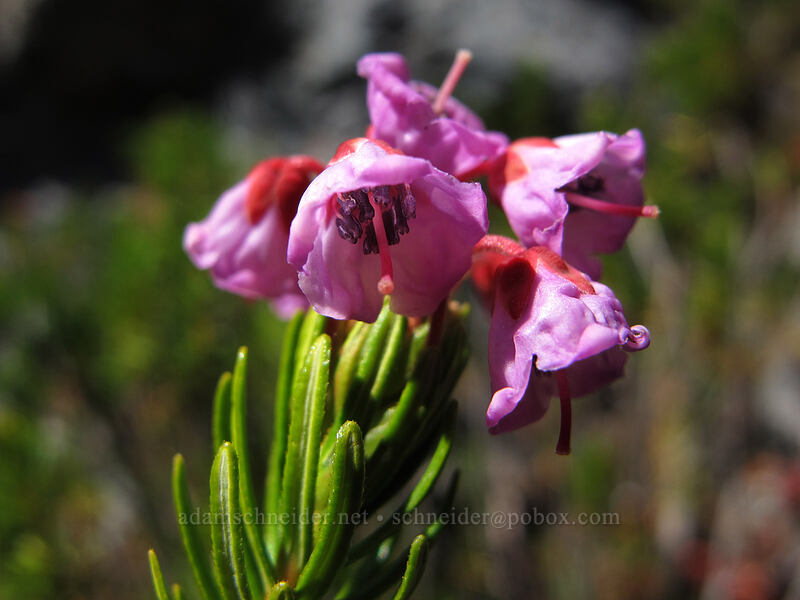 pink mountain heather (Phyllodoce empetriformis) [Rachel Lake Trail, Alpine Lakes Wilderness, Kittitas County, Washington]