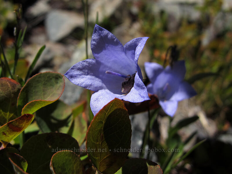 harebells (Campanula petiolata (Campanula rotundifolia)) [Alta Mountain, Alpine Lakes Wilderness, Kittitas County, Washington]