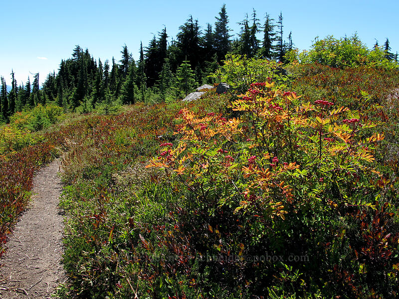 Sitka mountain-ash (Sorbus sitchensis) [Rampart Ridge, Alpine Lakes Wilderness, Kittitas County, Washington]