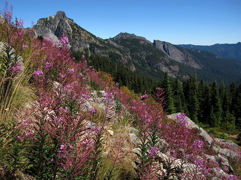 fireweed & Hibox Mountain (Chamerion angustifolium (Chamaenerion angustifolium) (Epilobium angustifolium)) [Rampart Ridge, Alpine Lakes Wilderness, Kittitas County, Washington]