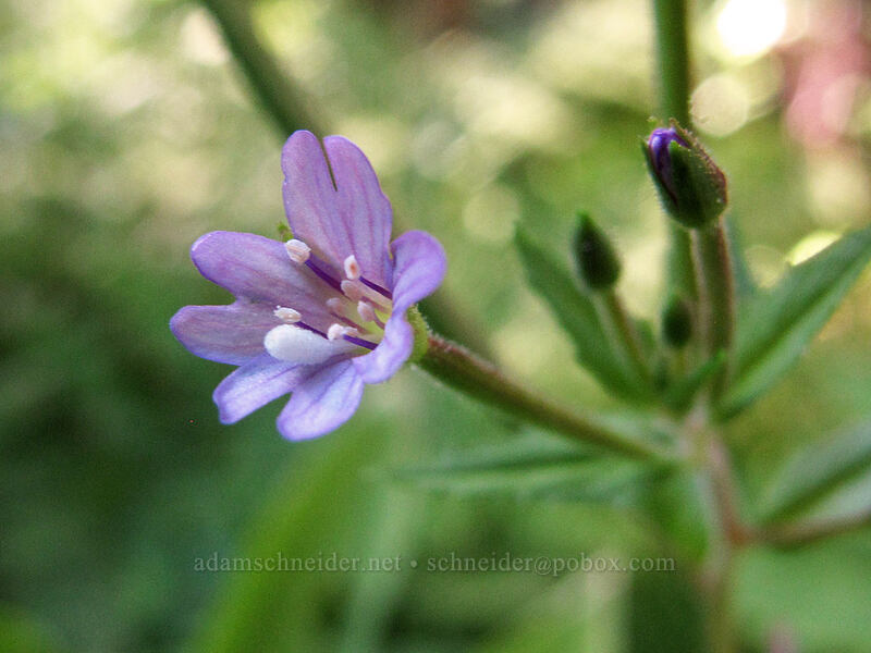 common willow-herb (Epilobium ciliatum) [Rachel Lake Trail, Alpine Lakes Wilderness, Kittitas County, Washington]