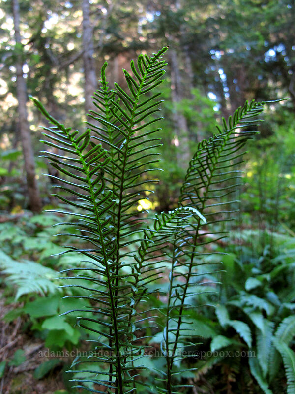 deer fern fronds (Blechnum spicant) [Rachel Lake Trail, Alpine Lakes Wilderness, Kittitas County, Washington]