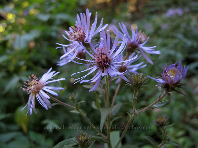 great northern aster (Canadanthus modestus (Aster modestus)) [Rachel Lake Trail, Alpine Lakes Wilderness, Kittitas County, Washington]