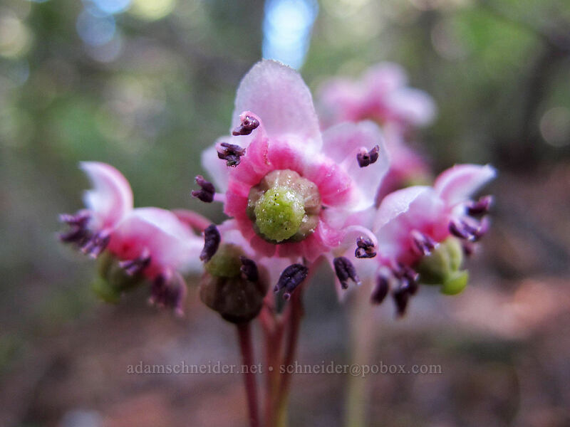 pipsissewa (Chimaphila umbellata) [Goat Ridge Trail, Goat Rocks Wilderness, Lewis County, Washington]