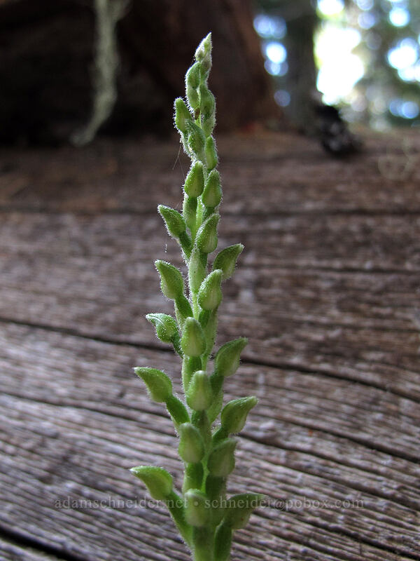 rattlesnake plantain (Goodyera oblongifolia) [Goat Ridge Trail, Goat Rocks Wilderness, Lewis County, Washington]
