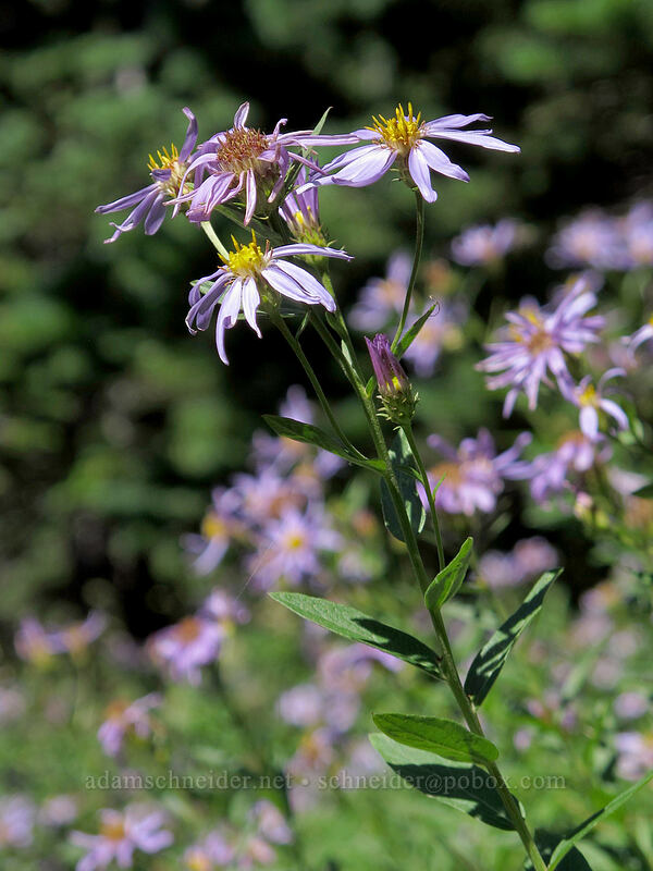 Cascade asters (Doellingeria ledophylla (Eucephalus ledophyllus) (Aster ledophyllus)) [Goat Ridge Trail, Goat Rocks Wilderness, Lewis County, Washington]