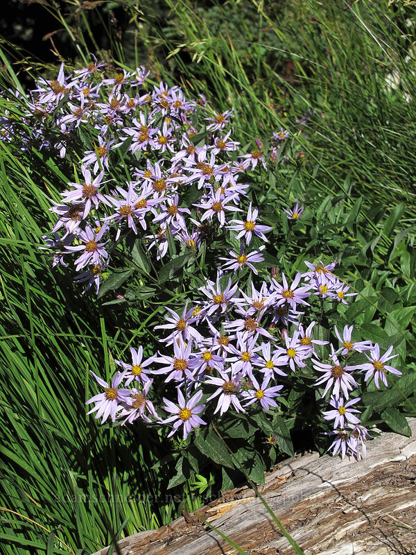 Cascade asters (Doellingeria ledophylla (Eucephalus ledophyllus) (Aster ledophyllus)) [Goat Ridge Trail, Goat Rocks Wilderness, Lewis County, Washington]