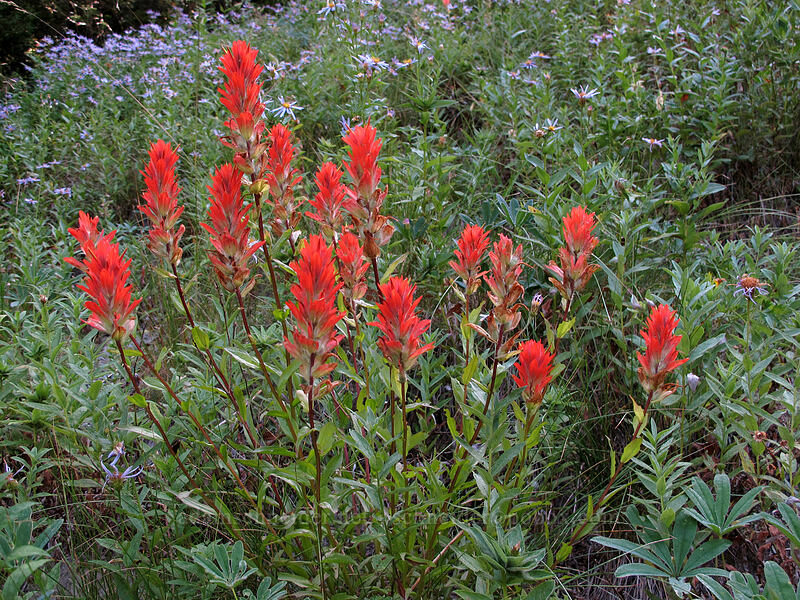 paintbrush (Castilleja miniata) [Goat Ridge Trail, Goat Rocks Wilderness, Lewis County, Washington]